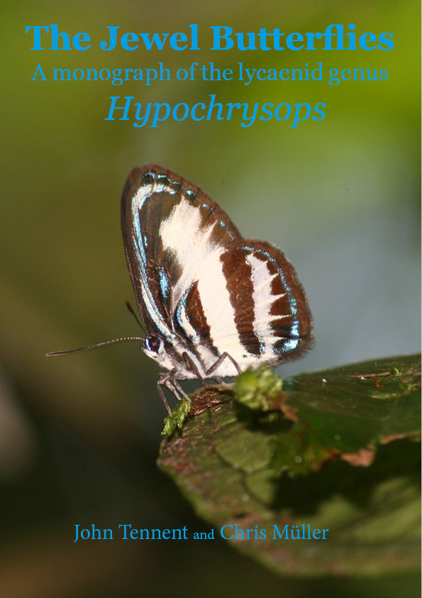 Hypochrysops cover draft (Nov 2023)